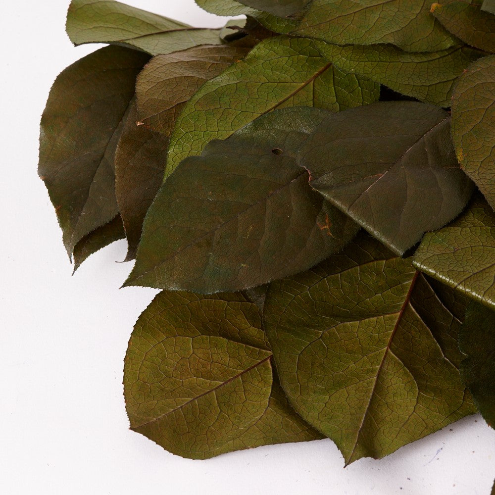 Salal (Verdissimo), Preserved, Green, Bunch