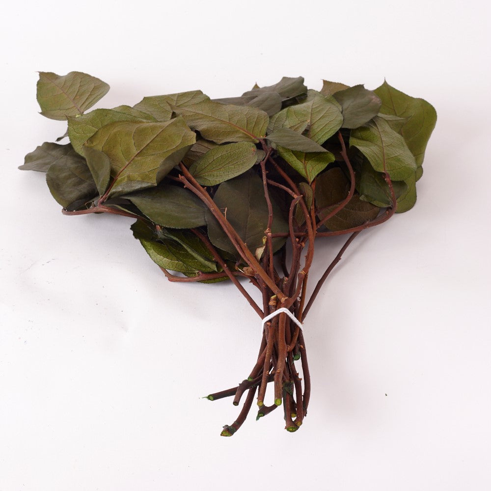 Salal (Verdissimo), Preserved, Green, Bunch