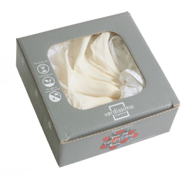 Mini Calla Lily Heads (Verdissimo), Preserved, Natural White, Box x 5