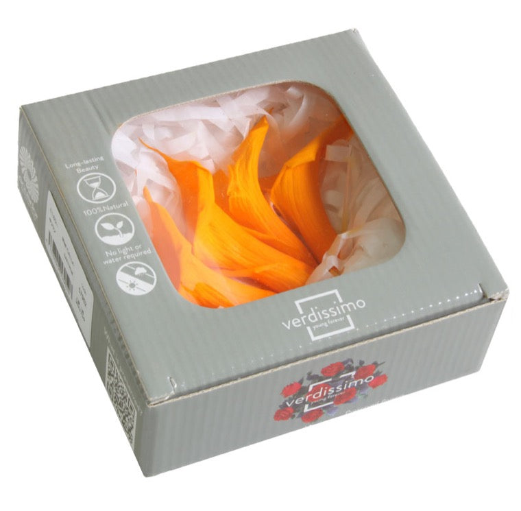 Mini Calla Lily Heads (Verdissimo), Preserved, Warm Yellow, Box x 5