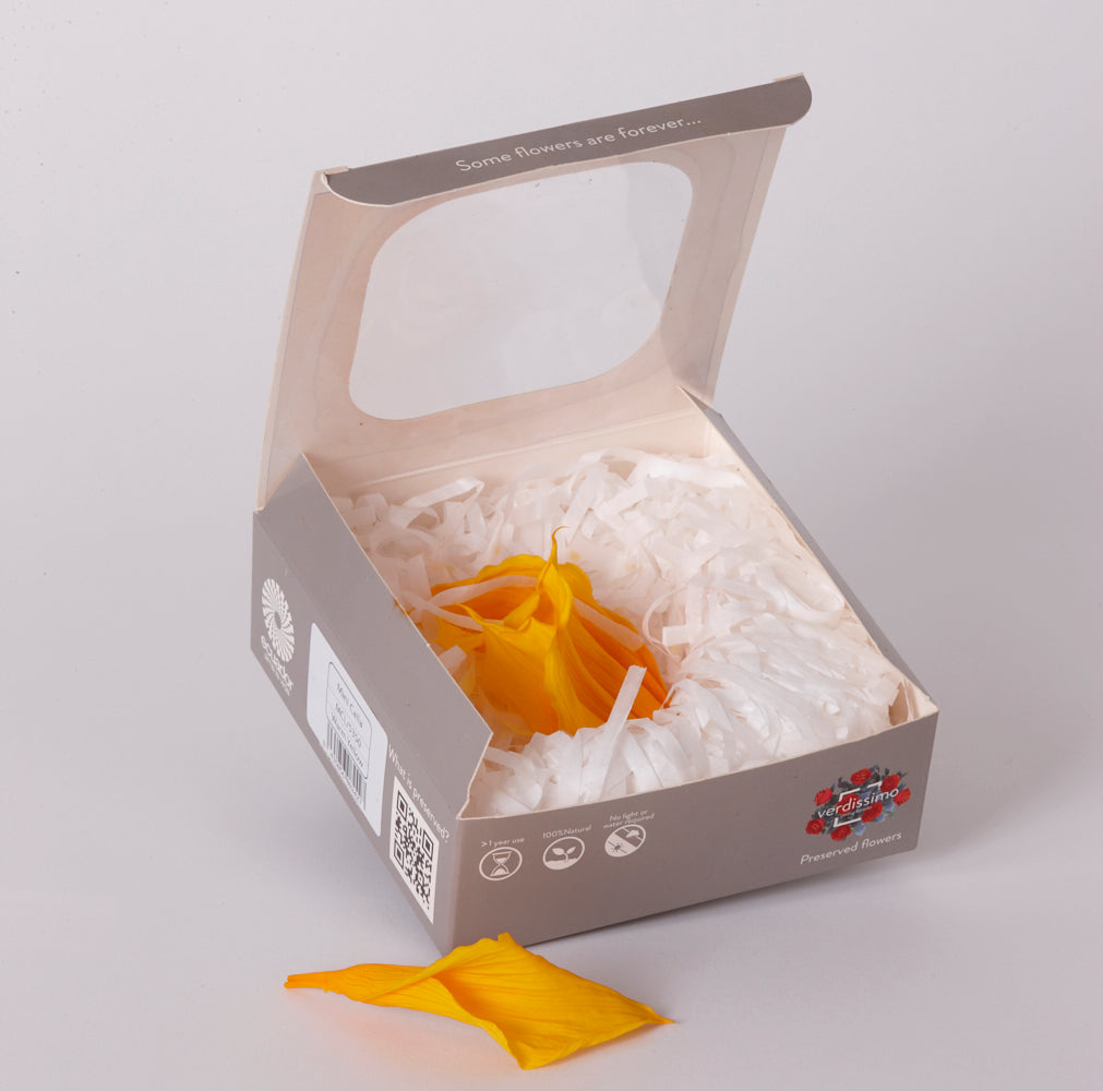 Mini Calla Lily Heads (Verdissimo), Preserved, Warm Yellow, Box x 5