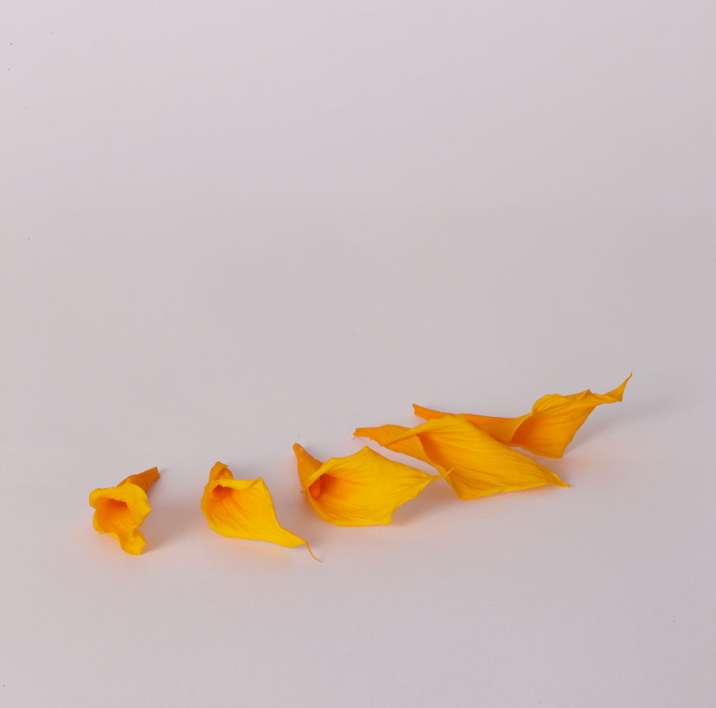 Mini Calla Lily Heads (Verdissimo), Preserved, Warm Yellow, Box x 5