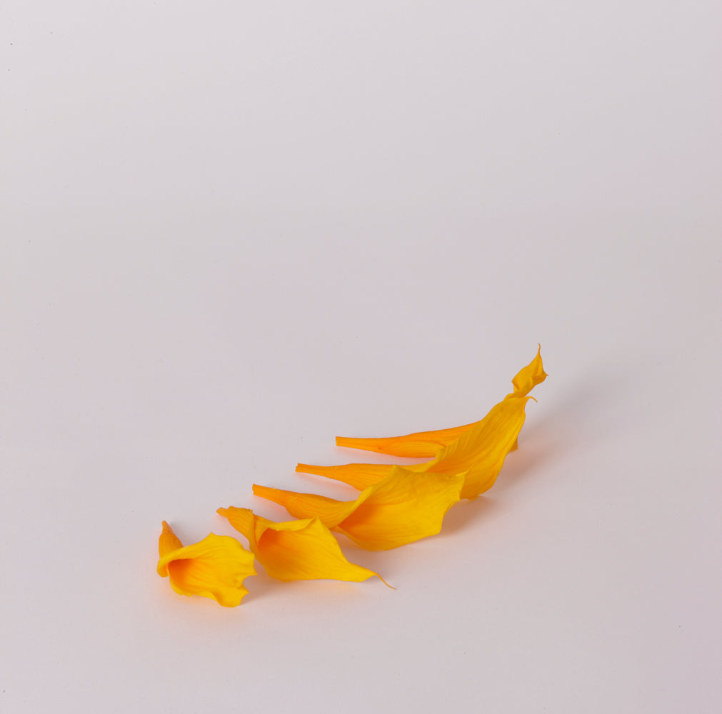 Mini Calla Lily Heads (Verdissimo), Preserved, Warm Yellow, Box x 5