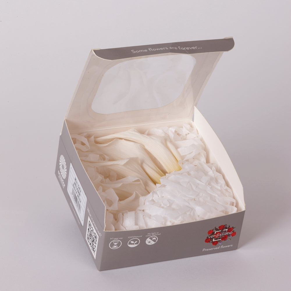 Mini Calla Lily Heads (Verdissimo), Preserved, Natural White, Box x 5