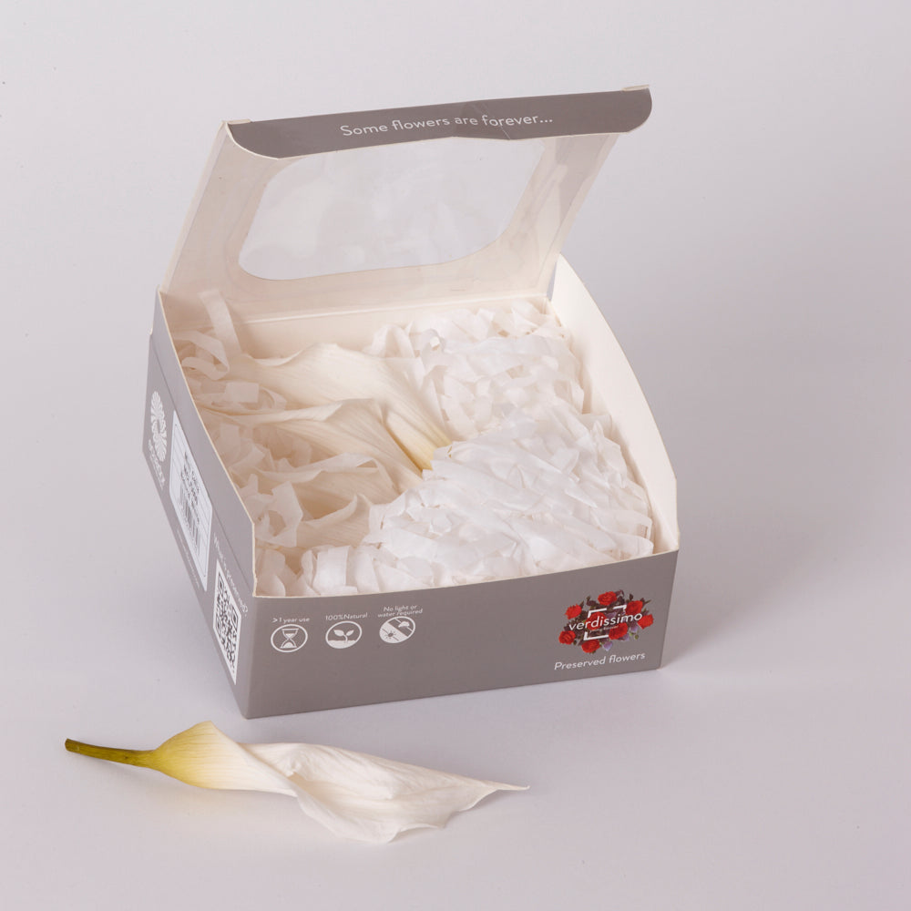 Mini Calla Lily Heads (Verdissimo), Preserved, Natural White, Box x 5