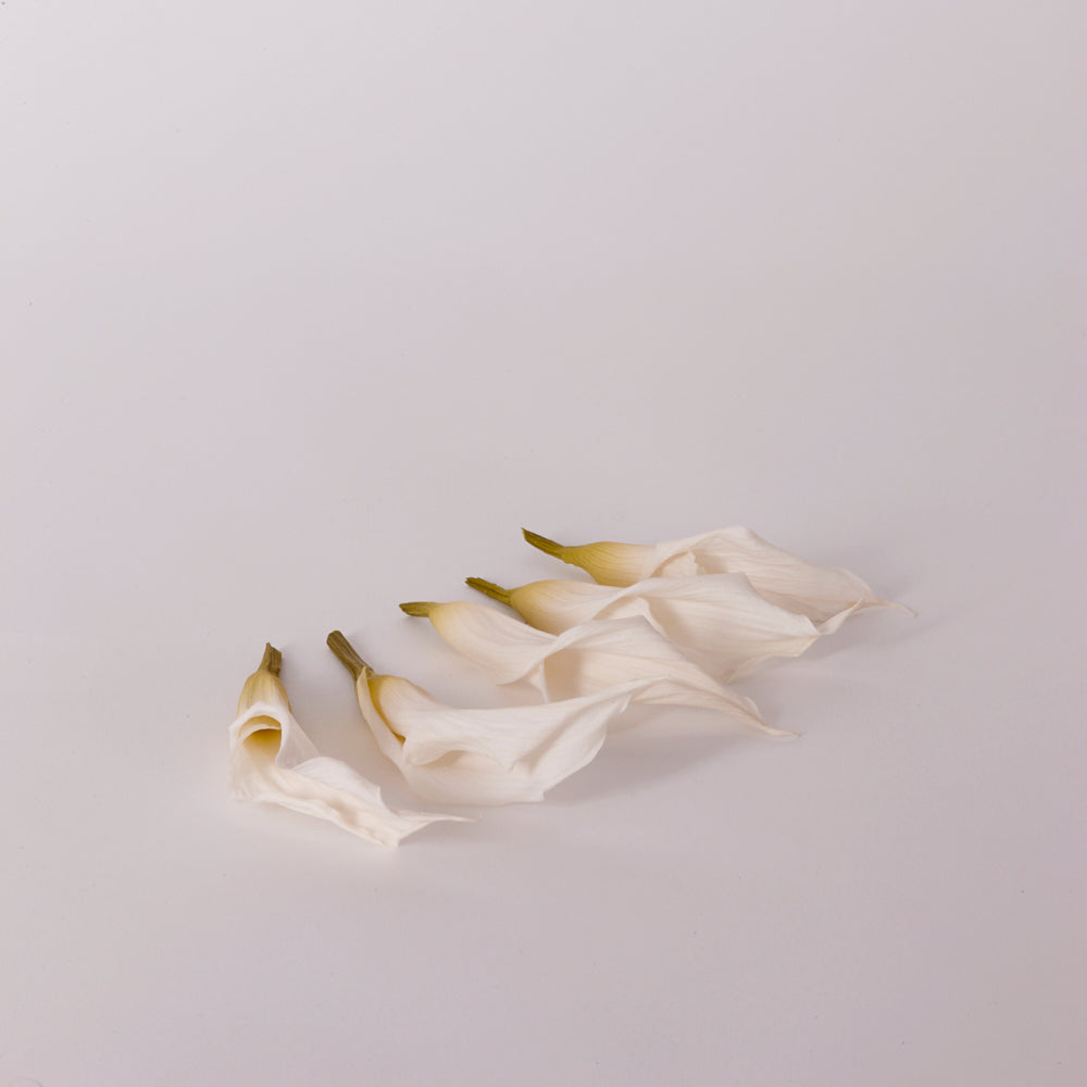 Mini Calla Lily Heads (Verdissimo), Preserved, Natural White, Box x 5