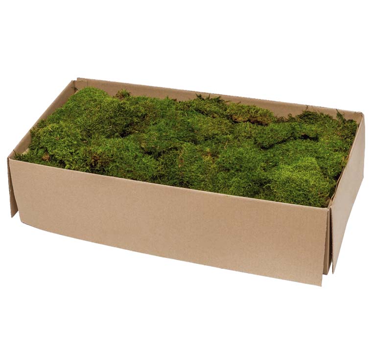Flat Moss, Preserved, Green, Box x 2.5kg