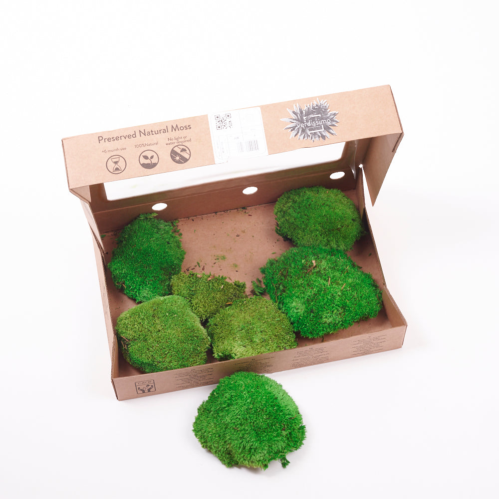 Ball Moss, Preserved, Green, 250g Box Atlas Flowers