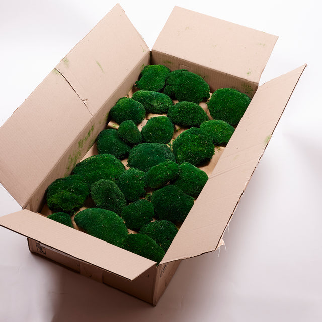 Image shows a full box containing 2.5kg of dark green ball moss.  The pole moss balls are dark green in coloour and vary in shape and size