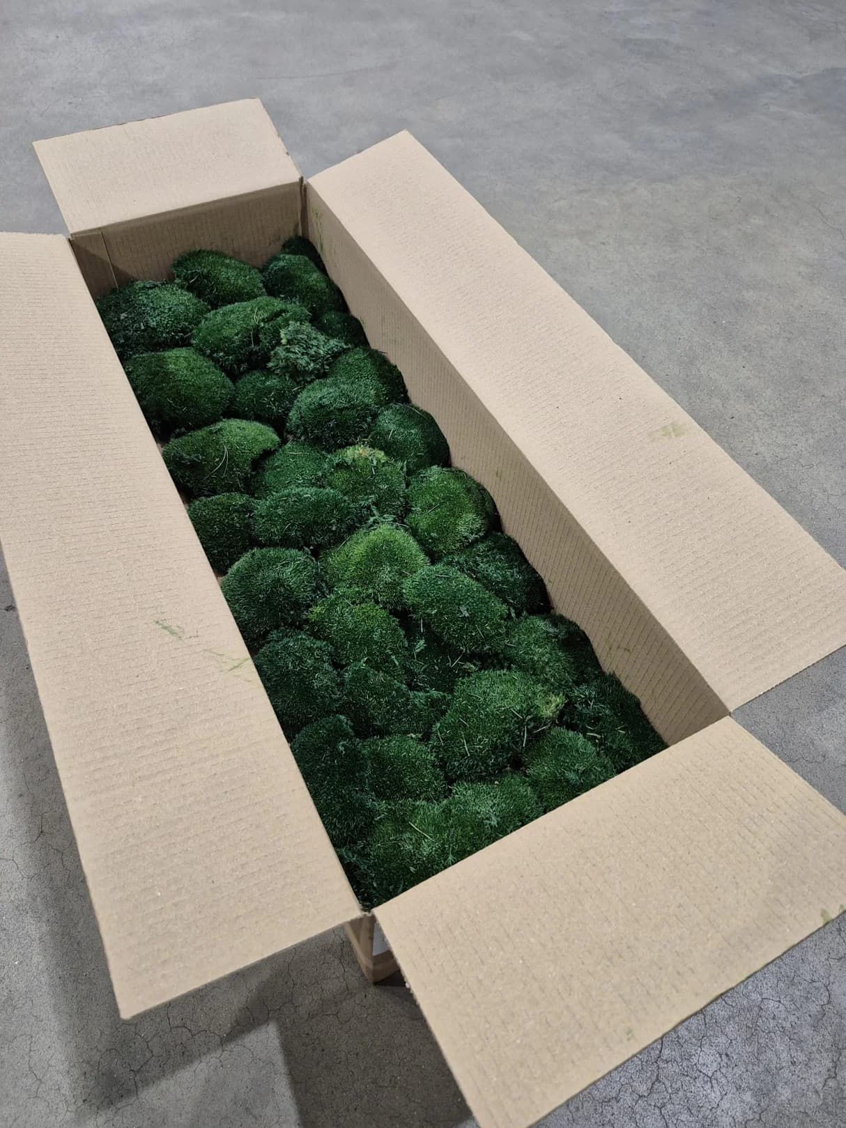 Ball Moss, Fire Retardant, Preserved, Dark Green, 2.5kg