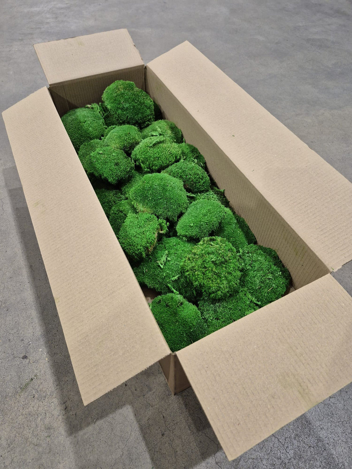 Ball Moss, Fire Retardant, Preserved, Green, 2.5kg