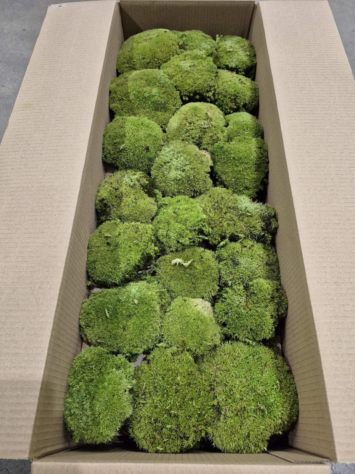 Ball Moss, Fire Retardant, Preserved, Natural Green, 2.5kg