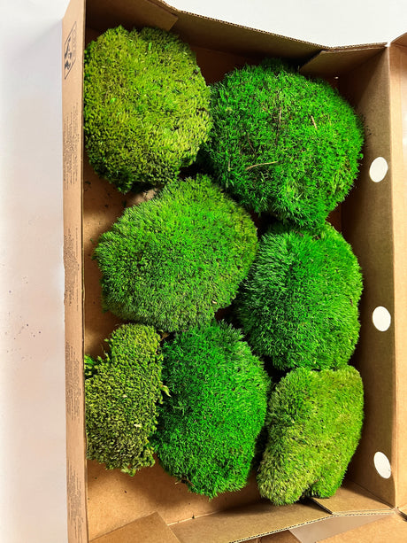 Ball Moss, Preserved, Green, 250g Box