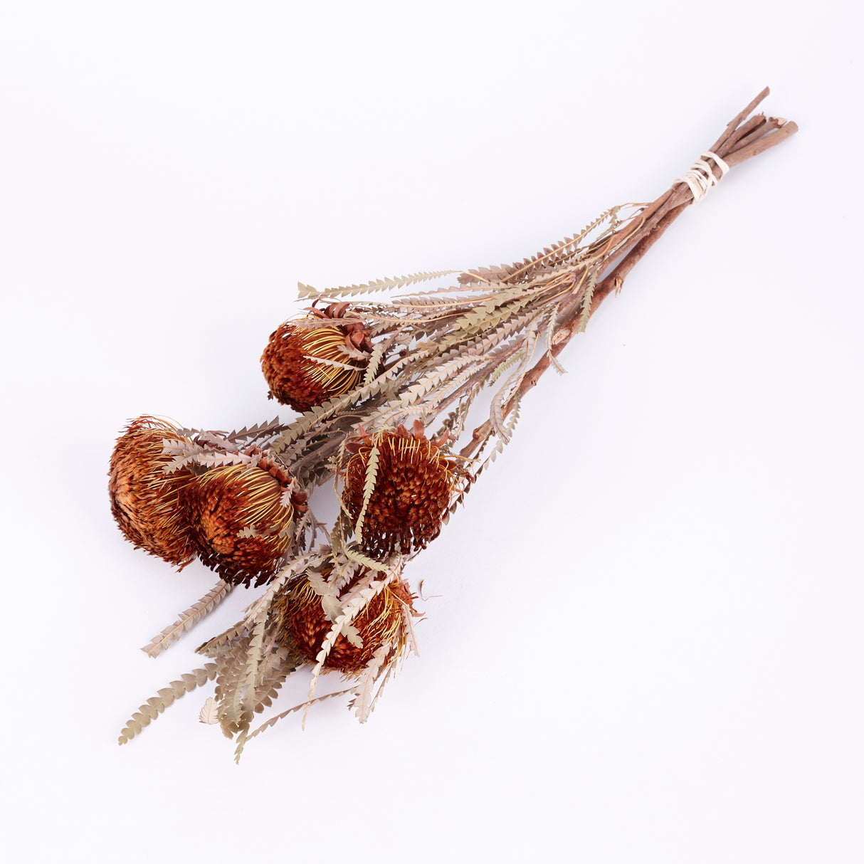 Banksia Dryandra, Natural Orange, Bunch x 5 Stems