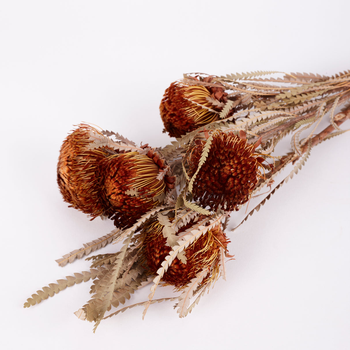 Banksia Dryandra, Natural Orange, Bunch x 5 Stems