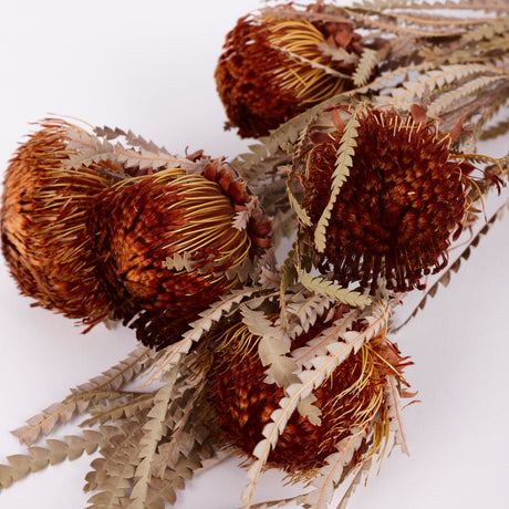 Banksia Dryandra, Natural Orange, Bunch x 5 Stems