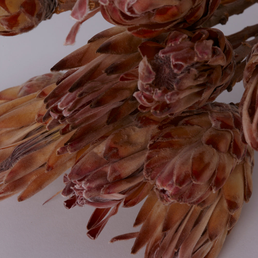 Sugarbush, Compacta Pink/Cream, Bunch x 10 Stems