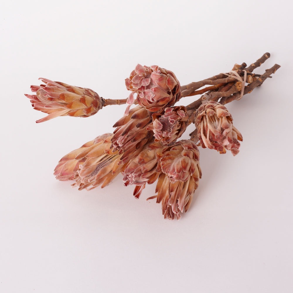 Sugarbush, Compacta Pink/Cream, Bunch x 10 Stems