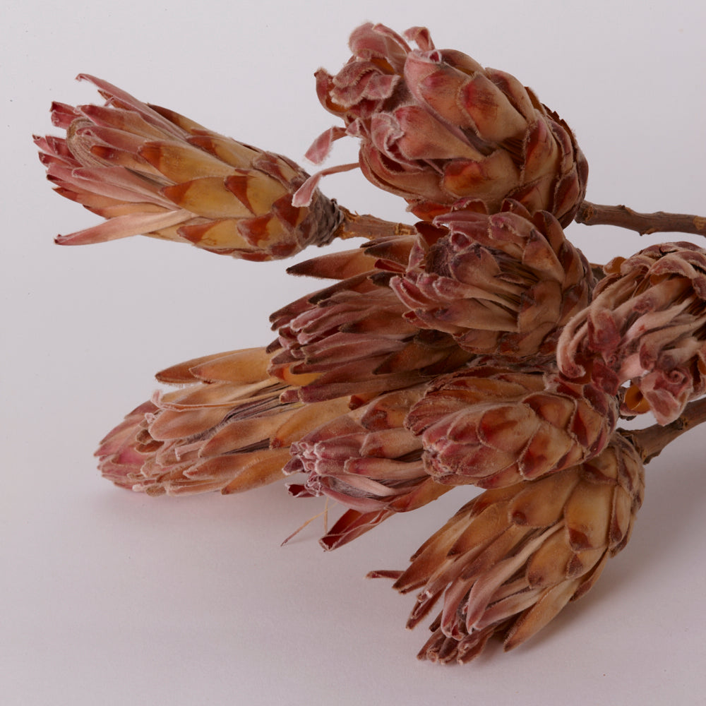 Sugarbush, Compacta Pink/Cream, Bunch x 10 Stems