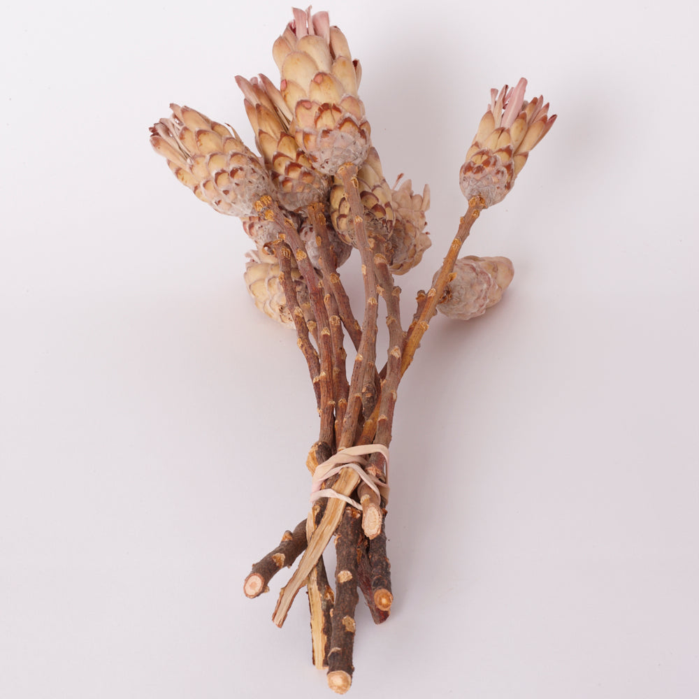 Sugarbush, Compacta Pink/Cream, Bunch x 10 Stems