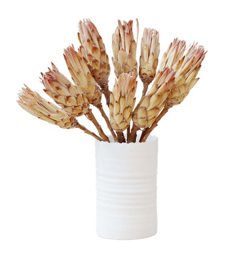 Sugarbush, Compacta Pink/Cream, Bunch x 10 Stems