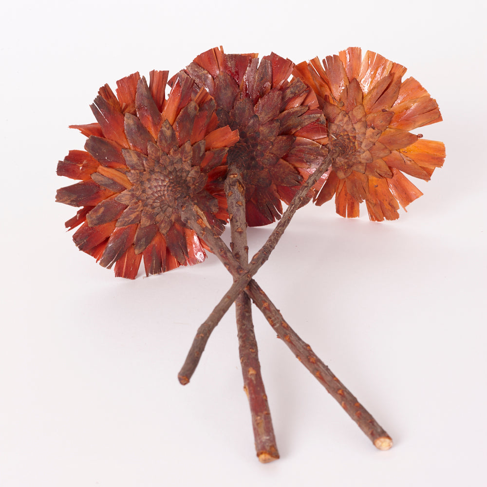 Protea Repens, Super Cut, Natural, Bunch x 3 Stems