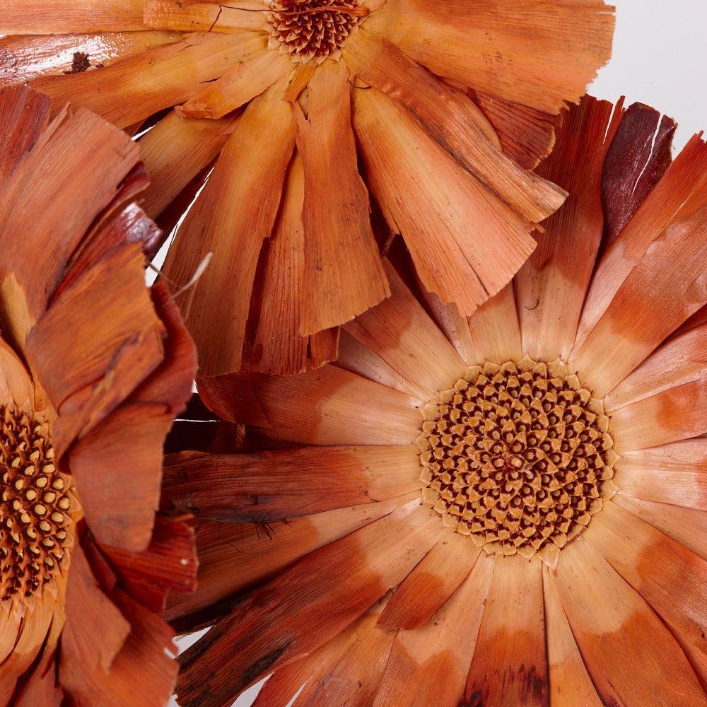 Protea Repens, Super Cut, Natural, Bunch x 3 Stems