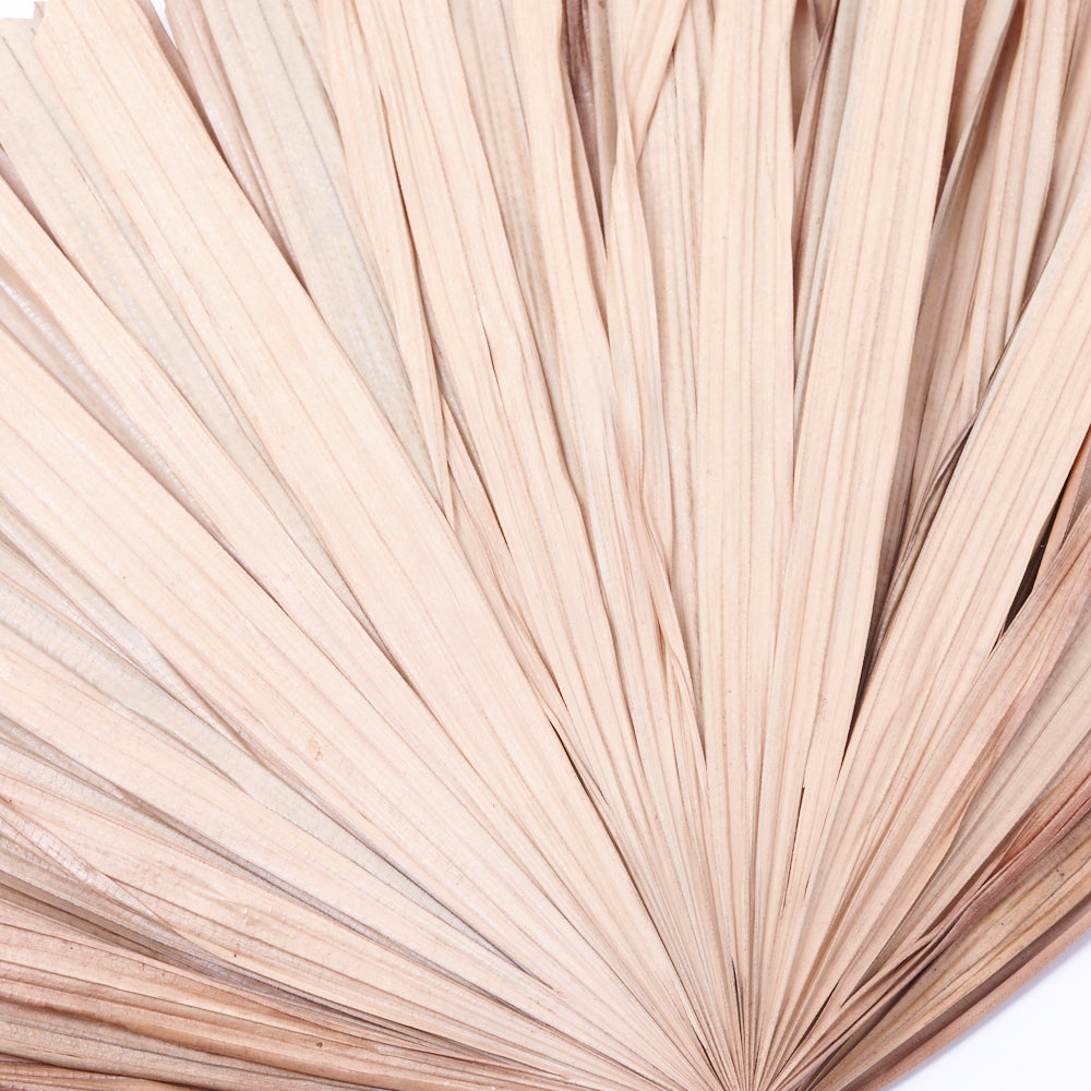 Raphis Excelsa Palm, Dried, Cut Tips, Bunch x 10