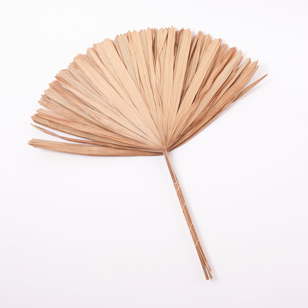 Raphis Excelsa Palm, Dried, Cut Tips, Bunch x 10