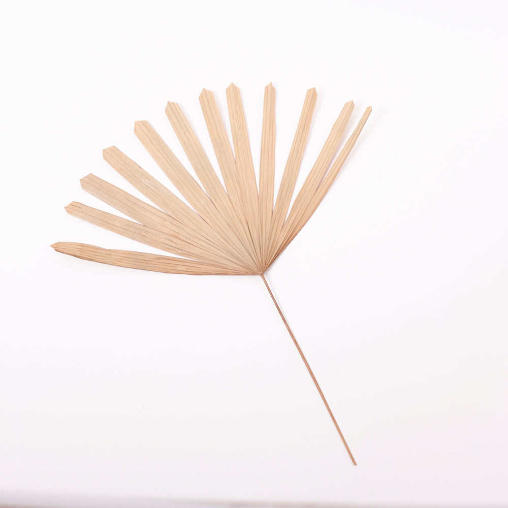 Raphis Excelsa Palm, Dried, Cut Tips, Bunch x 10