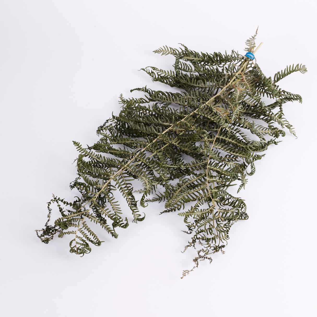 Natural and Dried British Bracken sold in a bunch of 5 stems