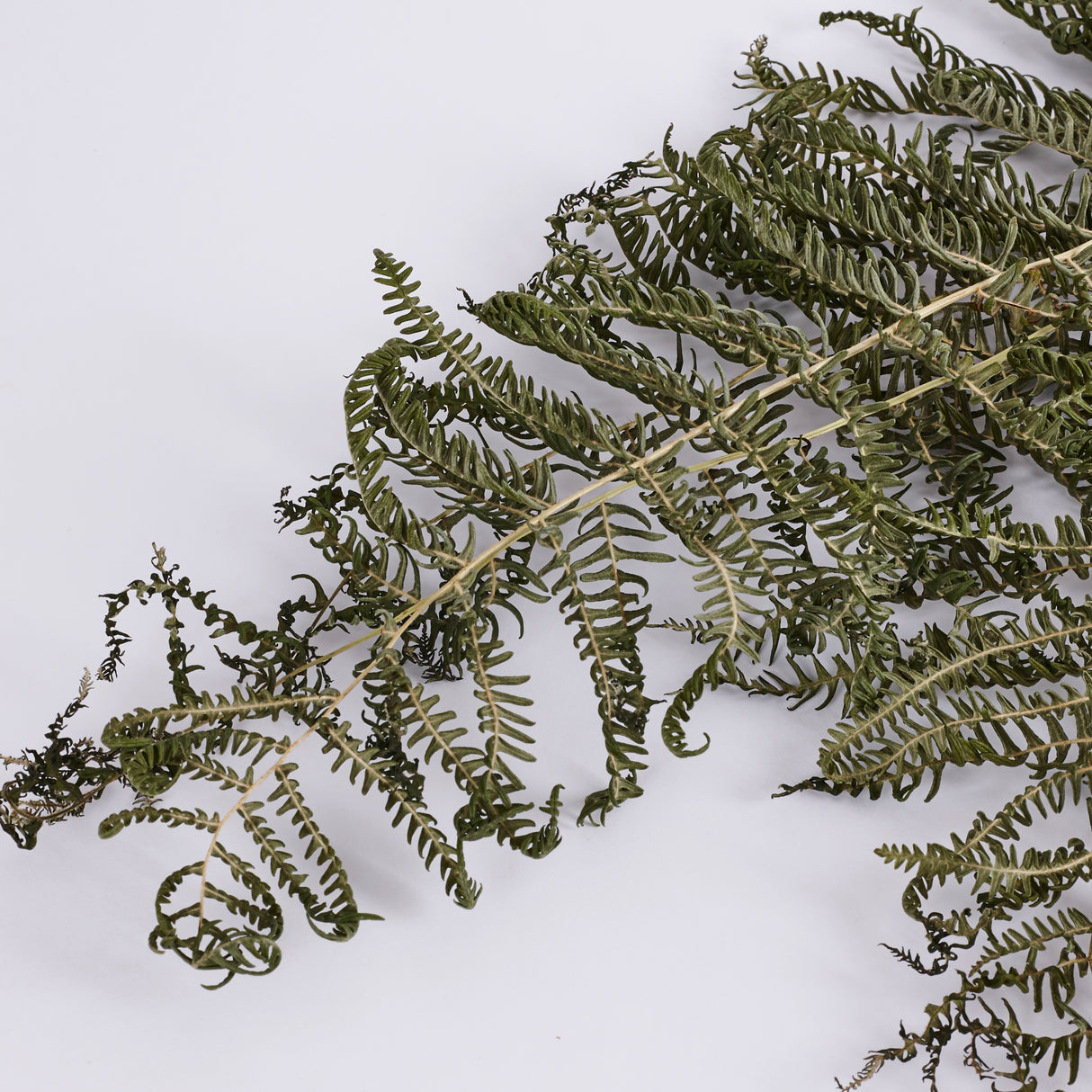 Bracken, British, Organic, Natural Green, Bunch x 5