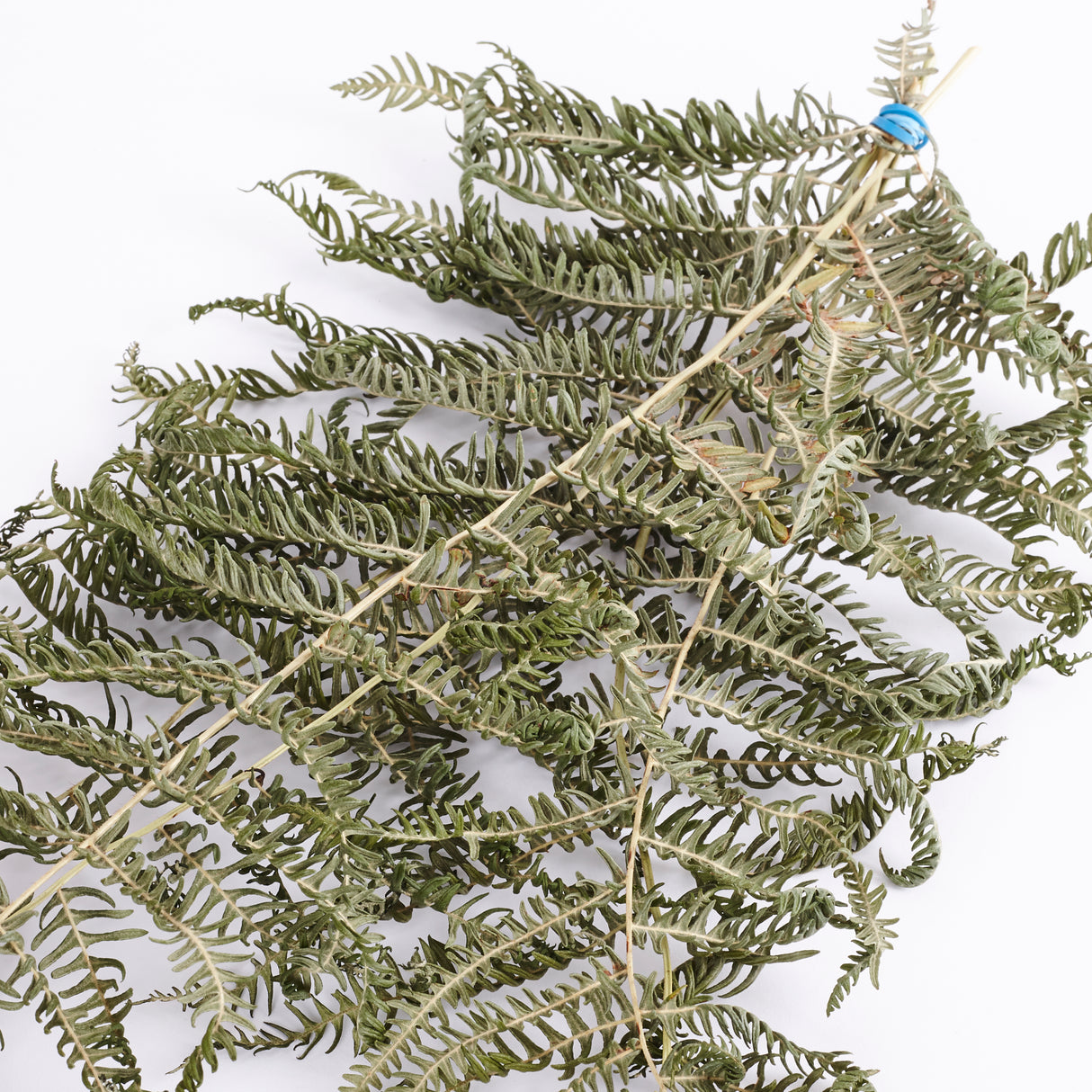 Bracken, British, Organic, Natural Green, Bunch x 5