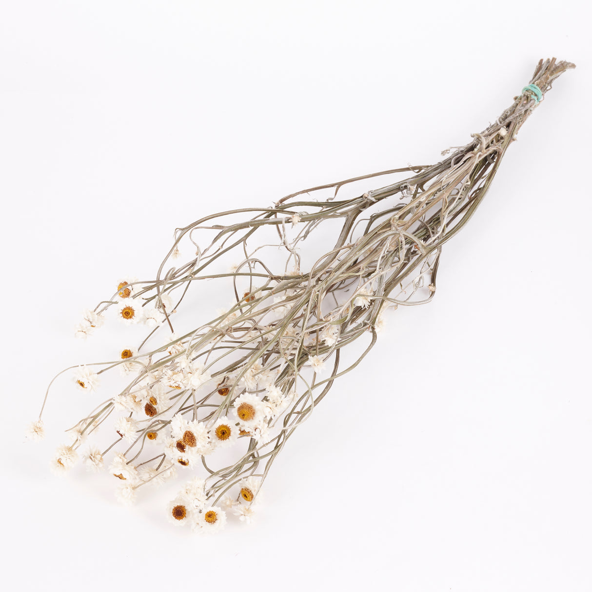 Amobium (sandflower), British, Organic, Natural White, Bunch x 10