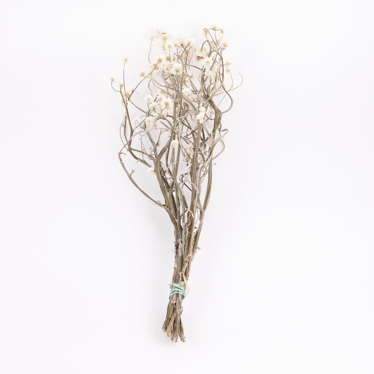 Amobium (sandflower), British, Organic, Natural White, Bunch x 10