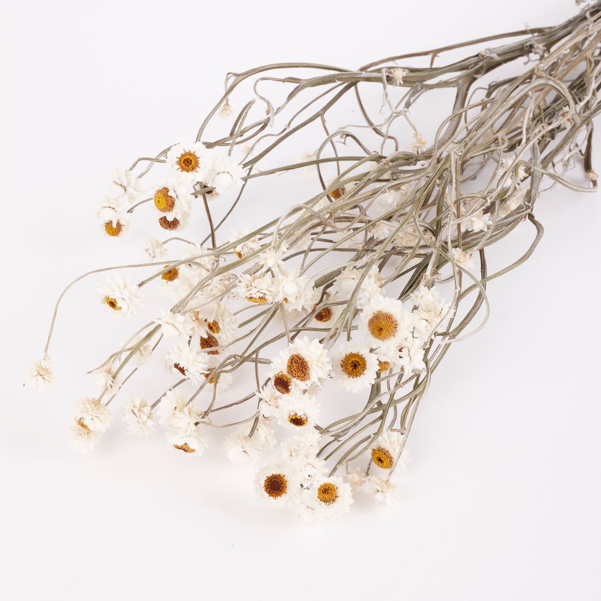 Amobium (sandflower), British, Organic, Natural White, Bunch x 10