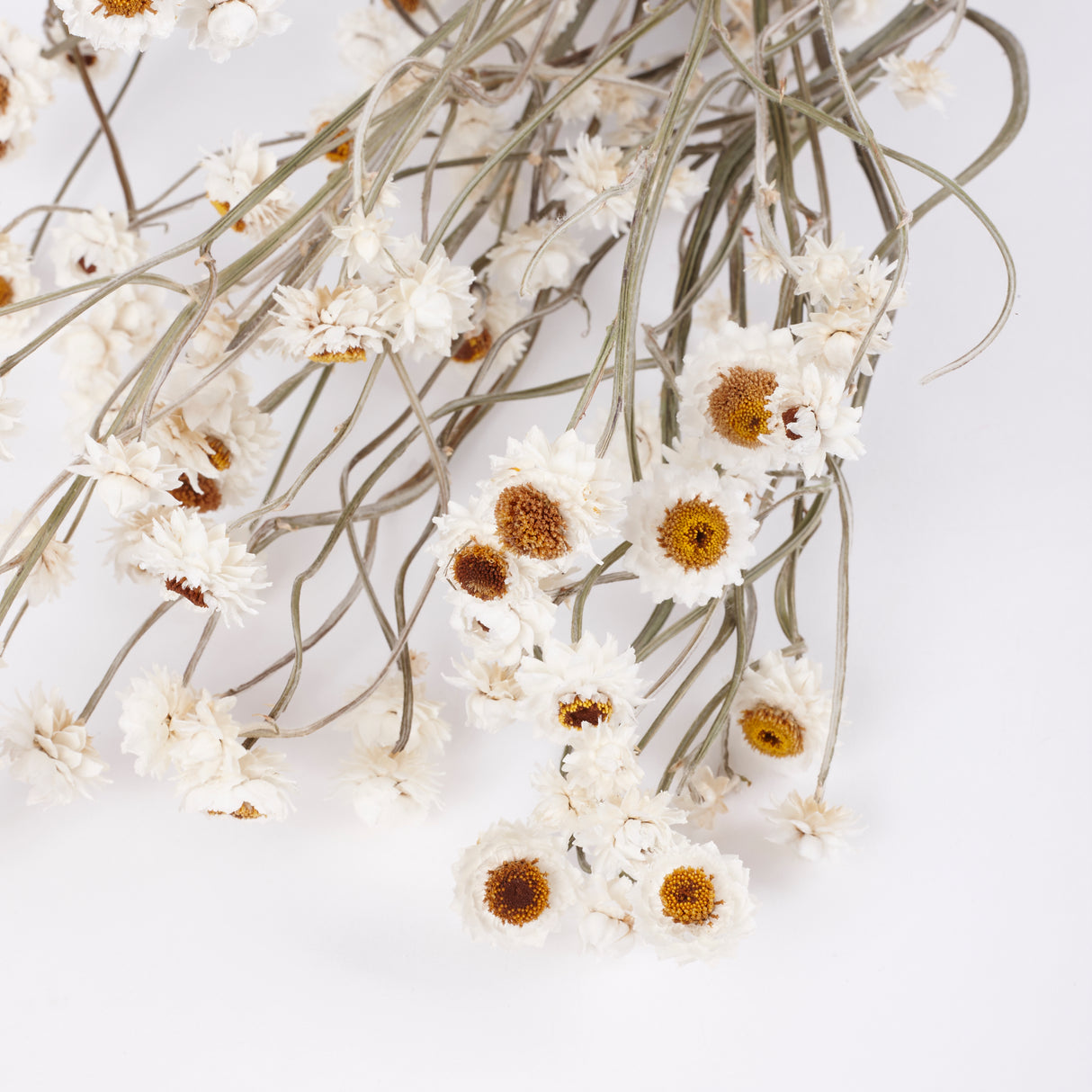 Amobium (sandflower), British, Organic, Natural White, Bunch x 10