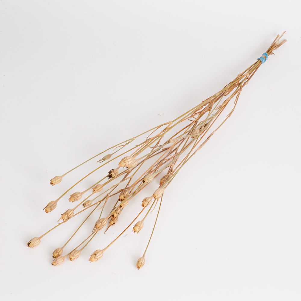 Corncockle, British, Organic, Natural Brown, Bunch x 5