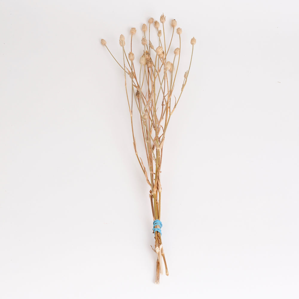 Corncockle, British, Organic, Natural Brown, Bunch x 5