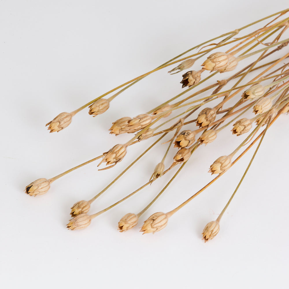 Corncockle, British, Organic, Natural Brown, Bunch x 5