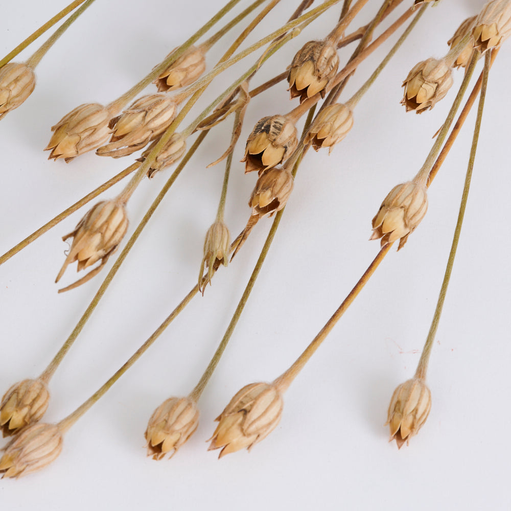 Corncockle, British, Organic, Natural Brown, Bunch x 5