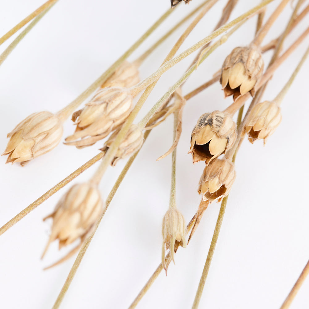 Corncockle, British, Organic, Natural Brown, Bunch x 5