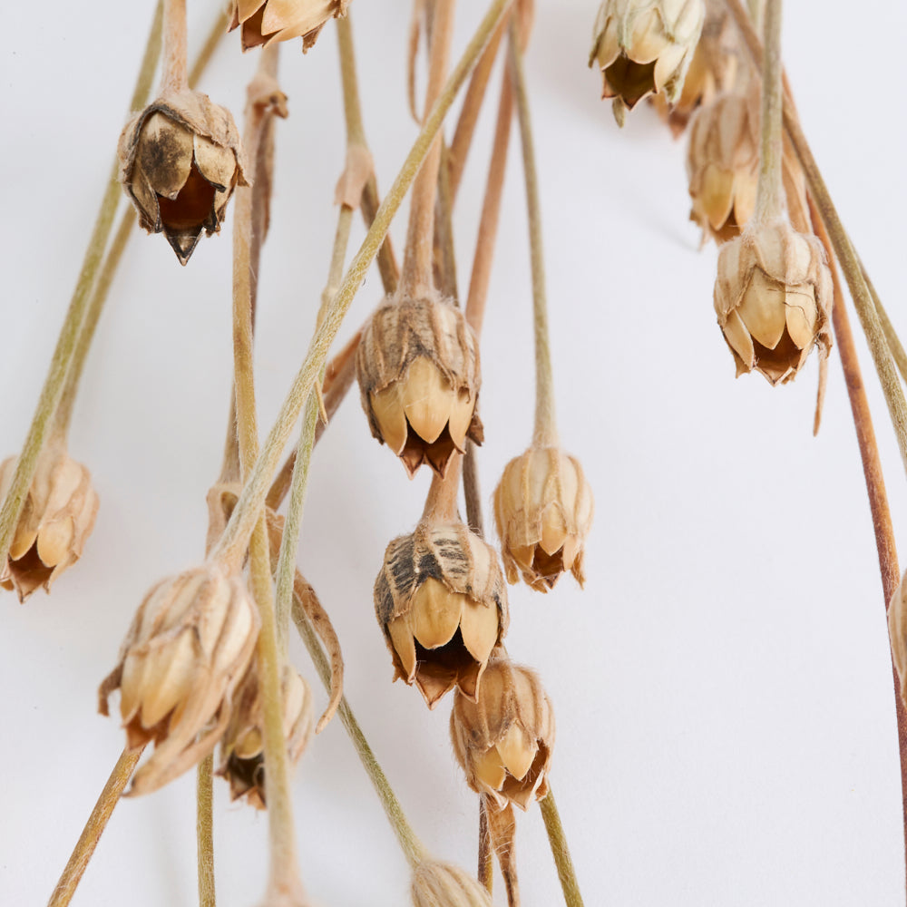 Corncockle, British, Organic, Natural Brown, Bunch x 5