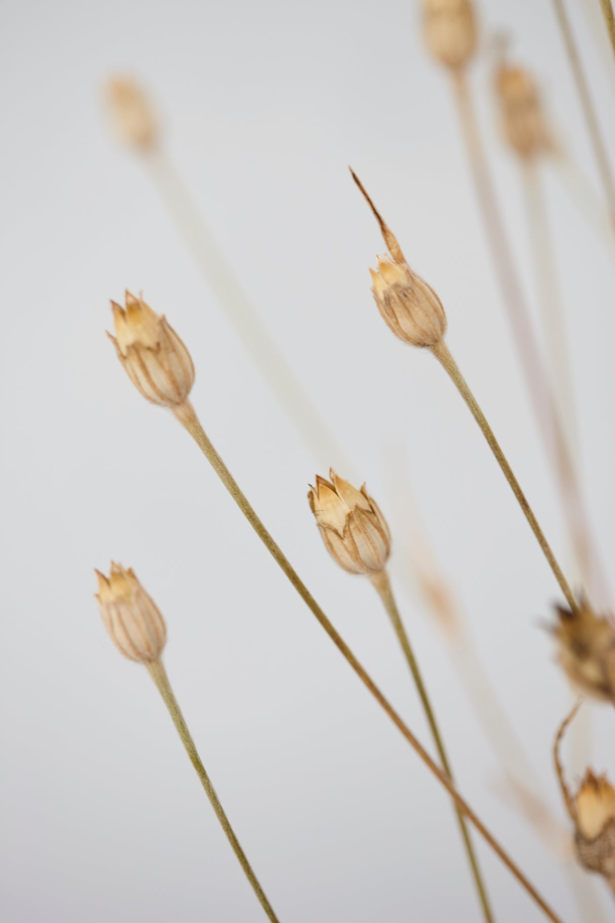 Corncockle, British, Organic, Natural Brown, Bunch x 5