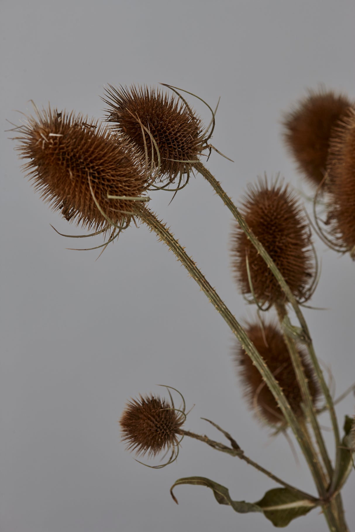 Teasels, British, Organic, Natural Brown, Bunch