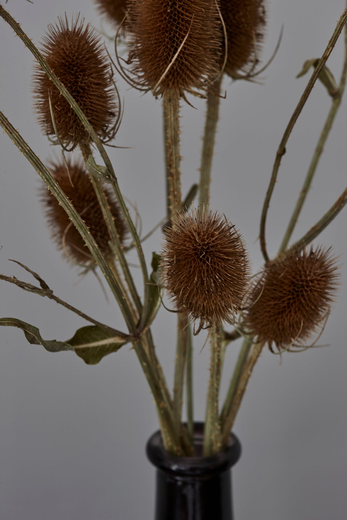 Teasels, British, Organic, Natural Brown, Bunch
