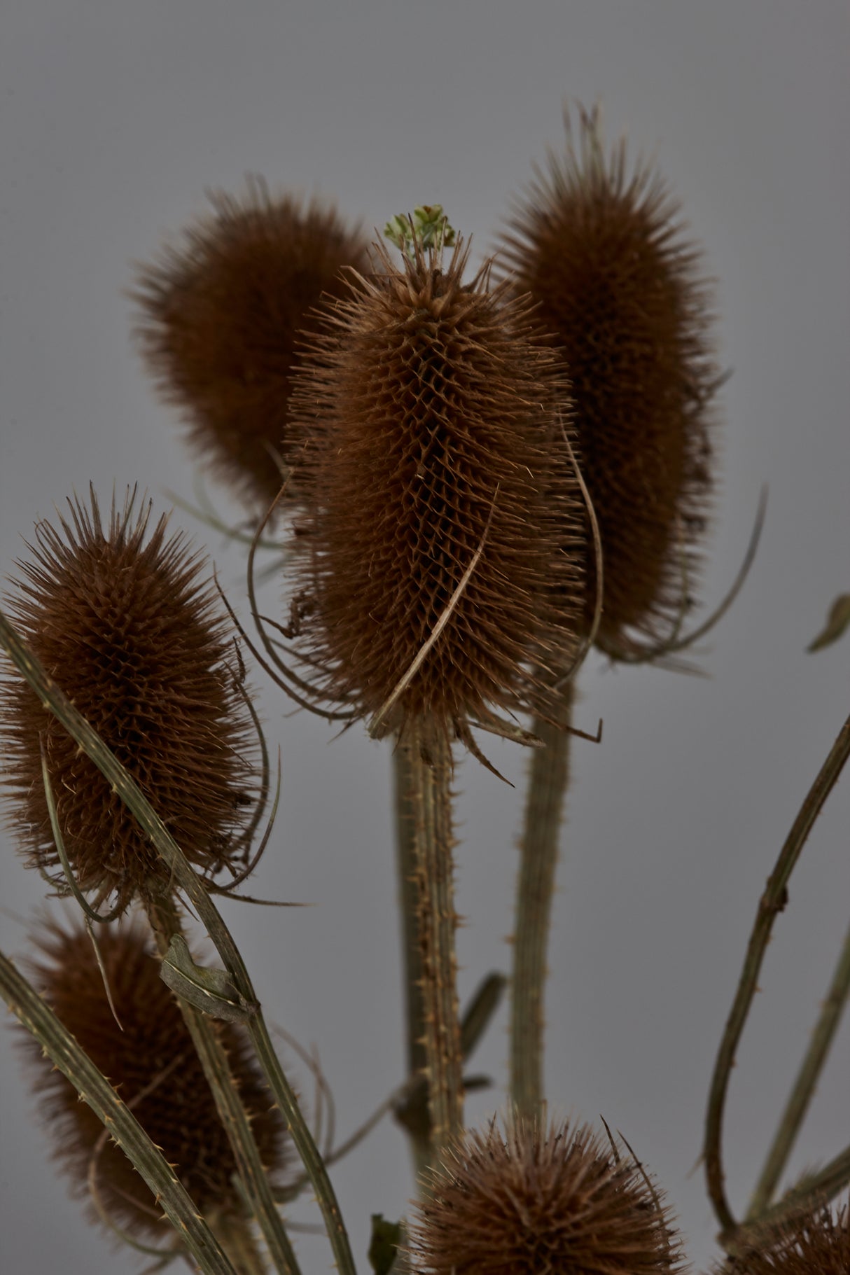Teasels, British, Organic, Natural Brown, Bunch