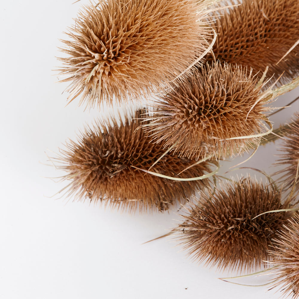 Teasels, British, Organic, Natural Brown, Bunch