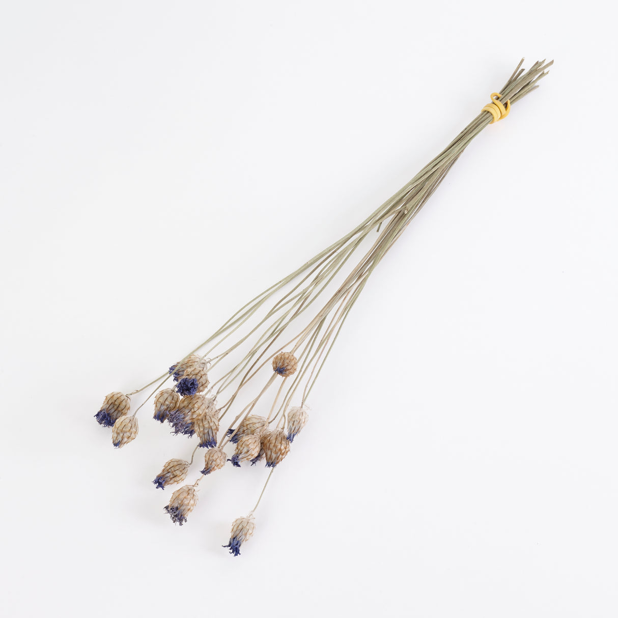 Catanache, British, Organic, Natural, Bunch x 20 Stems