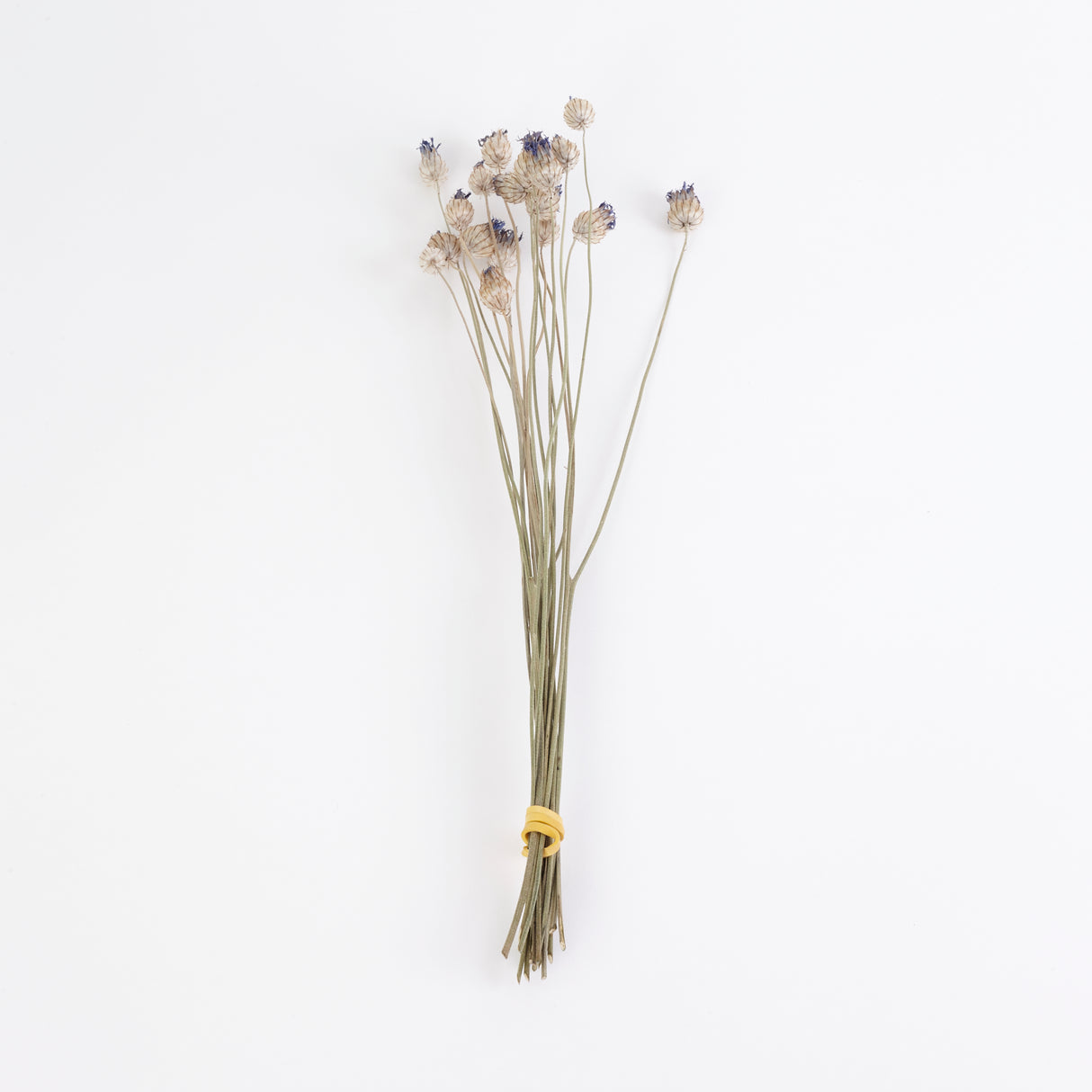 Catanache, British, Organic, Natural, Bunch x 20 Stems